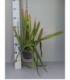 Epiphyllum