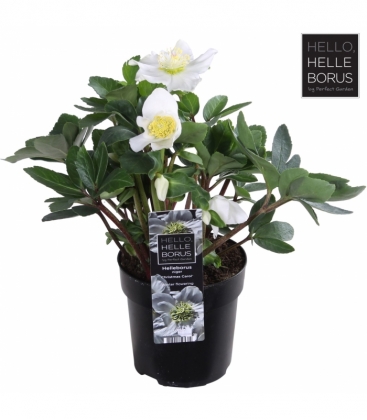 Helleborus