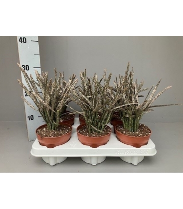 Euphorbia