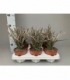 Euphorbia