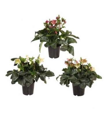 Helleborus