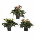 Helleborus
