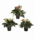 Helleborus