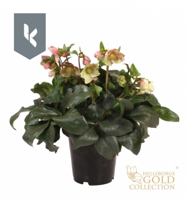 Helleborus