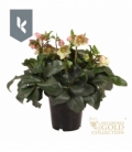 Helleborus