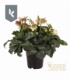 Helleborus