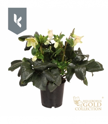 Helleborus