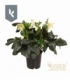 Helleborus