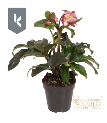 Helleborus