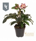 Helleborus