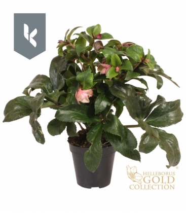 Helleborus