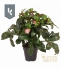 Helleborus
