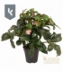 Helleborus