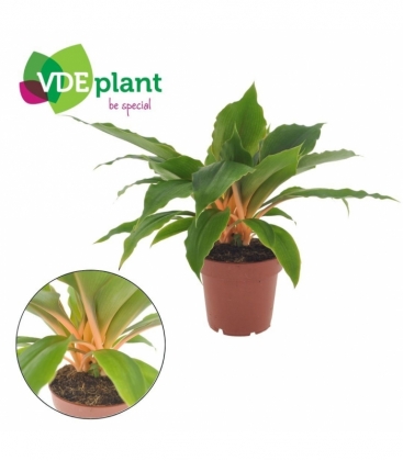 Chlorophytum
