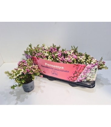 Gaultheria
