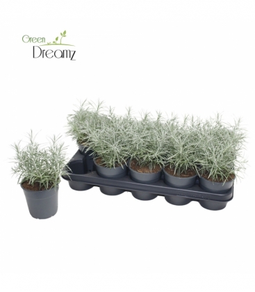 Helichrysum