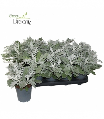 Senecio