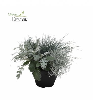 Beddingplants