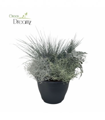 Beddingplants