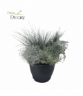 Beddingplants