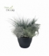 Beddingplants