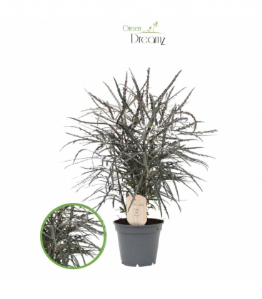 Dizygotheca