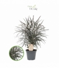 Dizygotheca