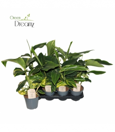 Alpinia