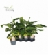 Alpinia