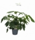 Schefflera