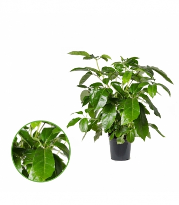 Schefflera