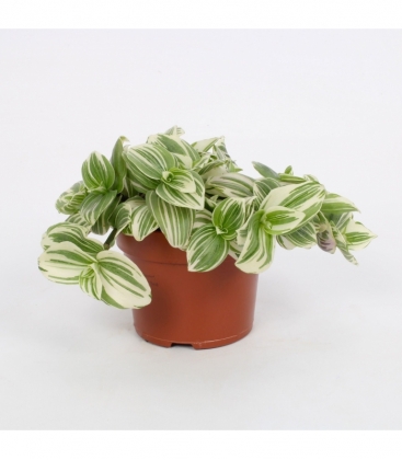 Tradescantia