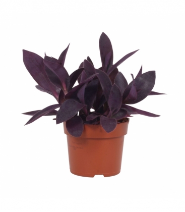 Tradescantia