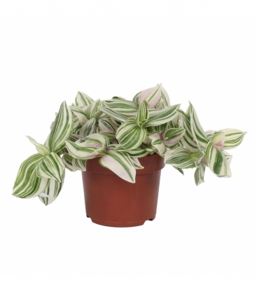 Tradescantia