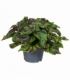 Coleus