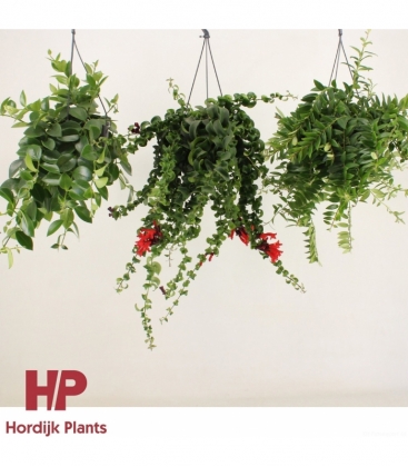Aeschynanthus