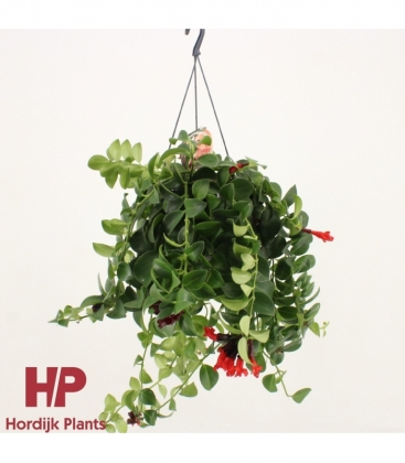 Aeschynanthus