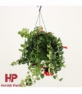 Aeschynanthus