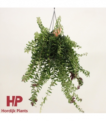 Aeschynanthus