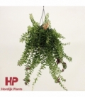 Aeschynanthus