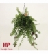 Aeschynanthus
