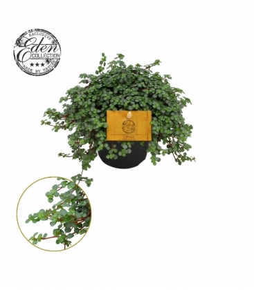 Pilea