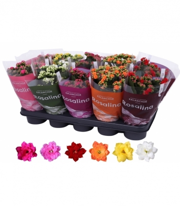 Kalanchoe