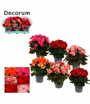 Begonia