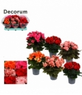 Begonia