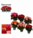 Begonia