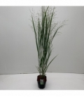 Panicum
