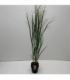 Panicum