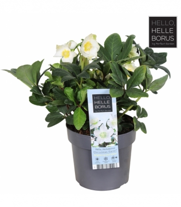 Helleborus