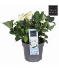 Helleborus